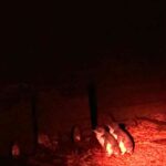 Discover Magical Creatures in Tasmania: A Wildlife Adventure🐾🐾