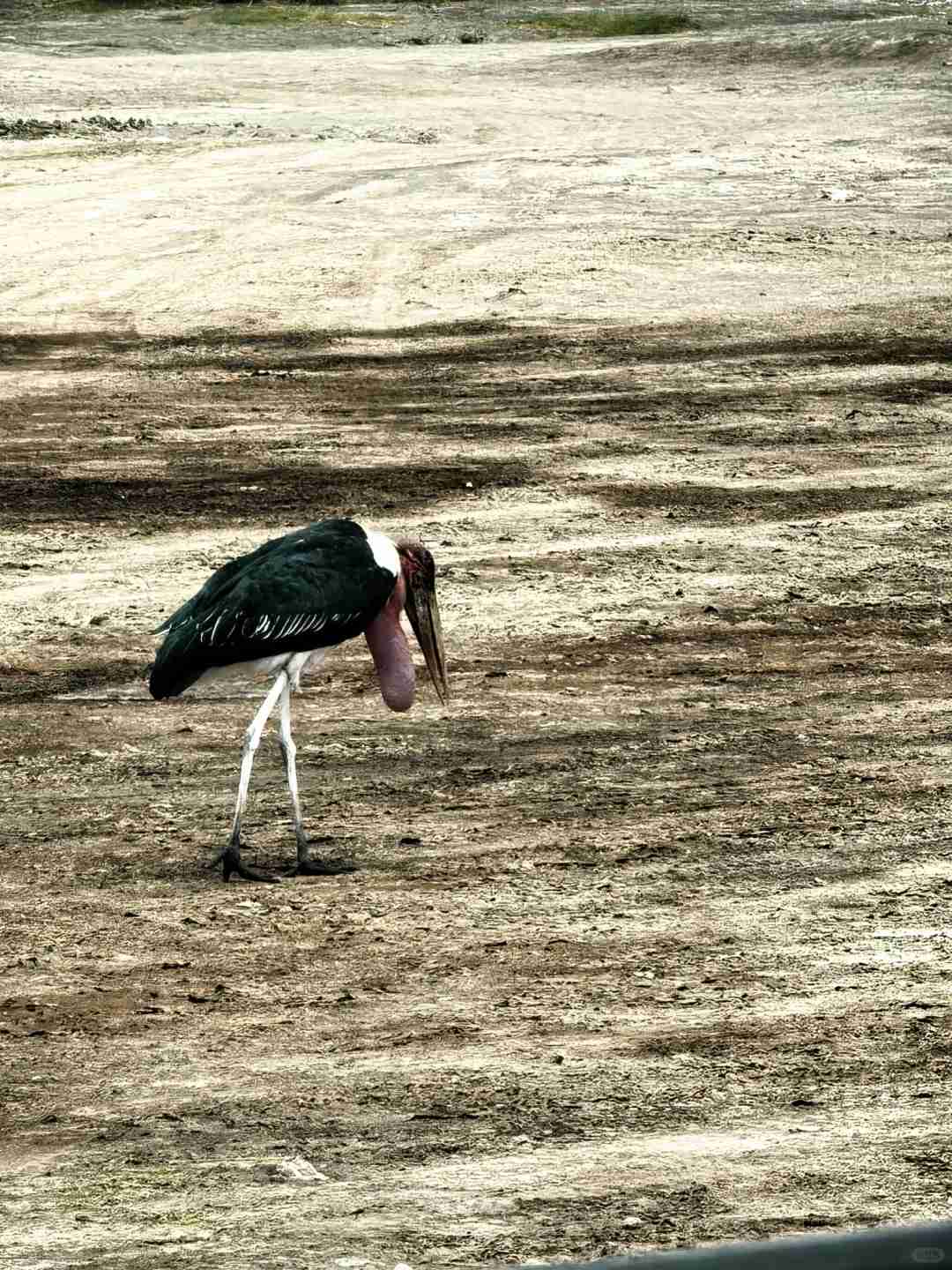 Discover Ndutu: Ultimate Safari Experience in Serengeti's Hidden Gem