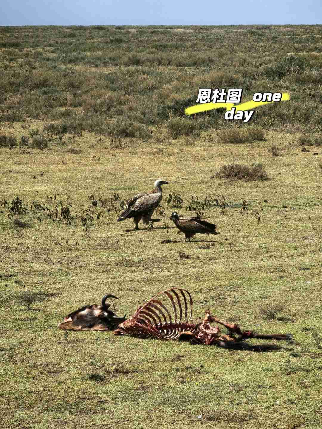 Discover Ndutu: Ultimate Safari Experience in Serengeti's Hidden Gem