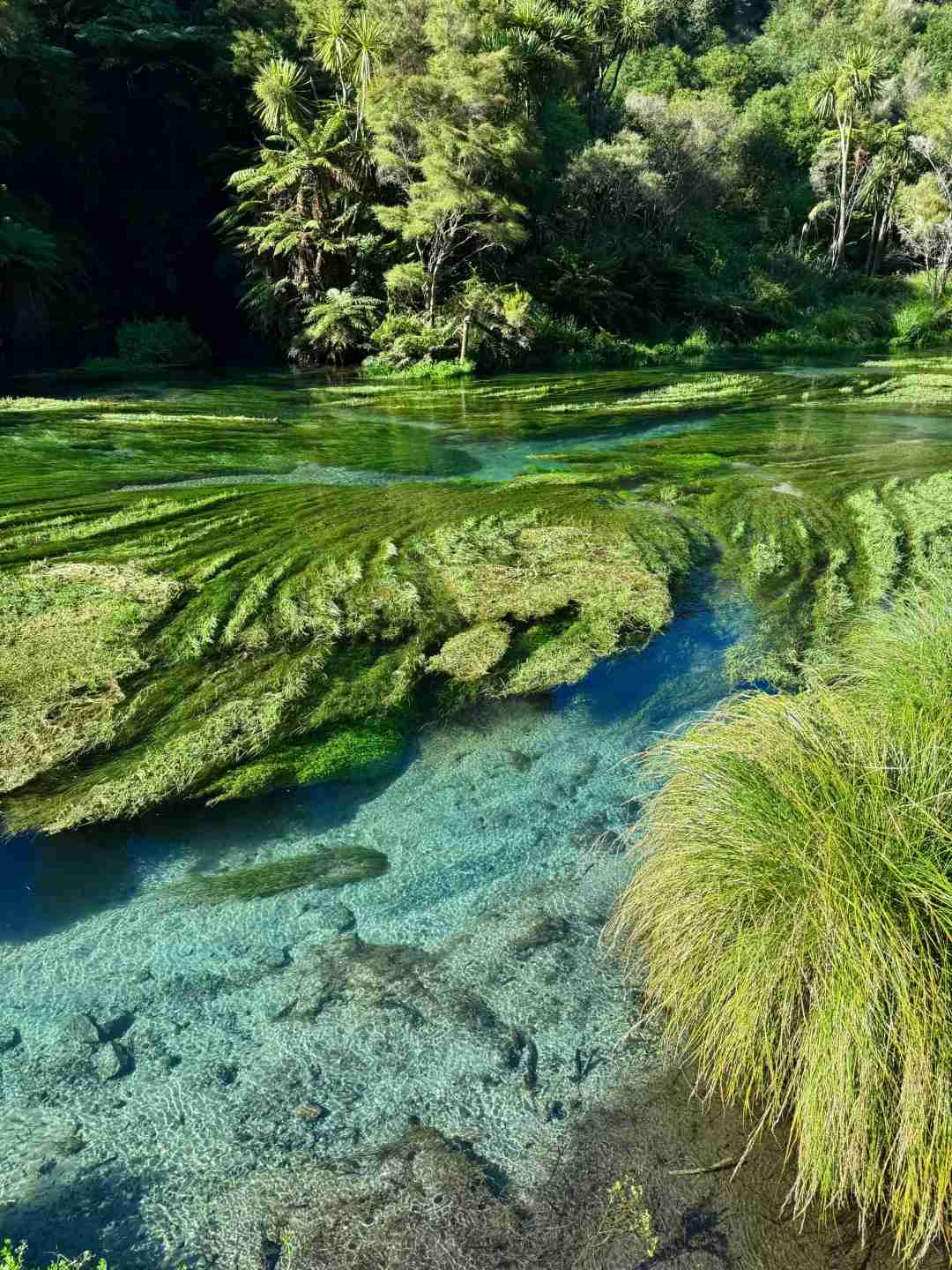 Entdecke Neuseelands Blauer Quelle: Die Naturmeisterwerke der Türkiswasser