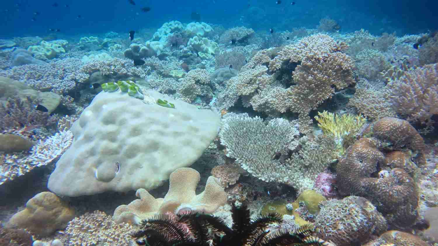 Discover Raja Ampat's Hidden Gems: Ultimate Liveaboard Diving Adventure Guide