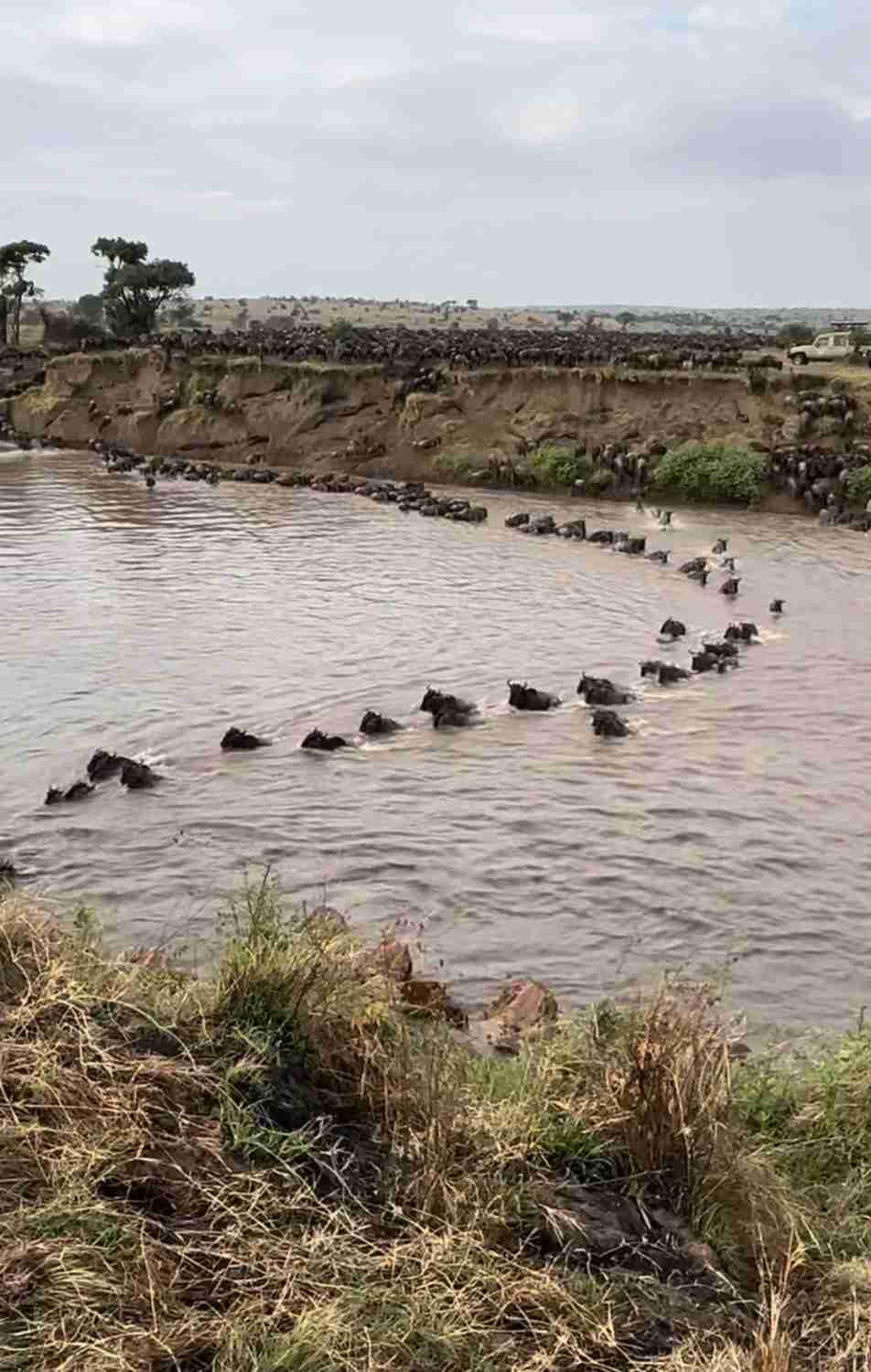 Discover Singita Mara River: Ultimate Safari Experience for Wildlife Lovers