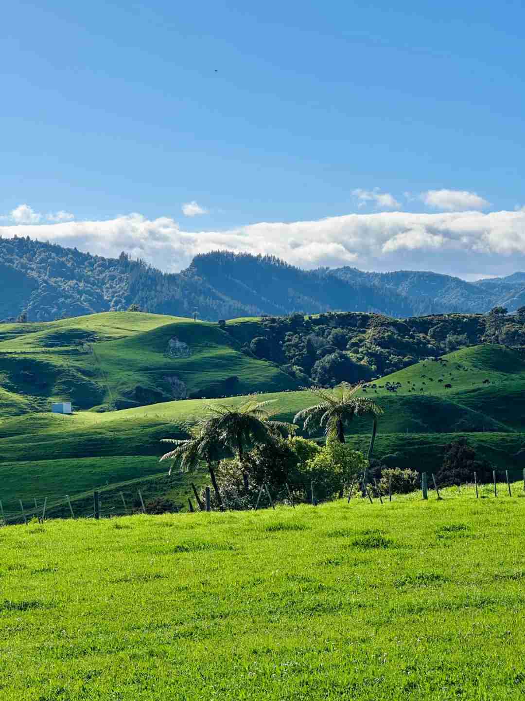 Discover Stunning New Zealand Live Photos: Perfect Shots Every Time 🥹