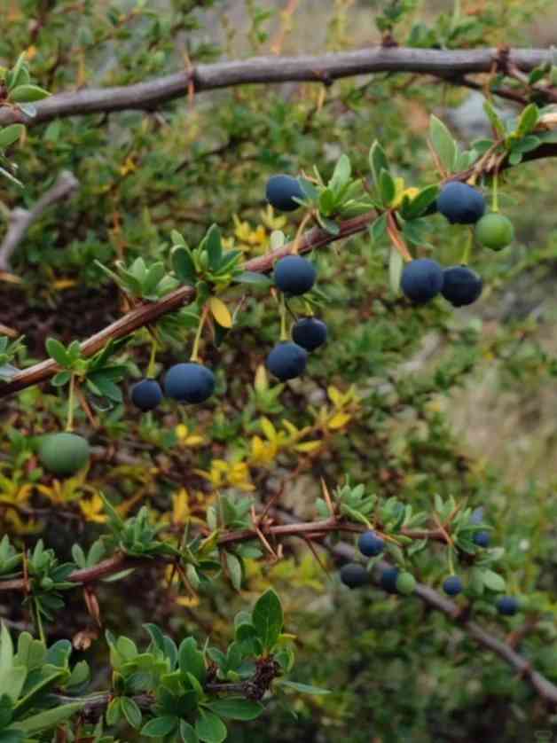 Discover Three Free Scenic Hiking Routes in Ushuaia for Adventure Lovers