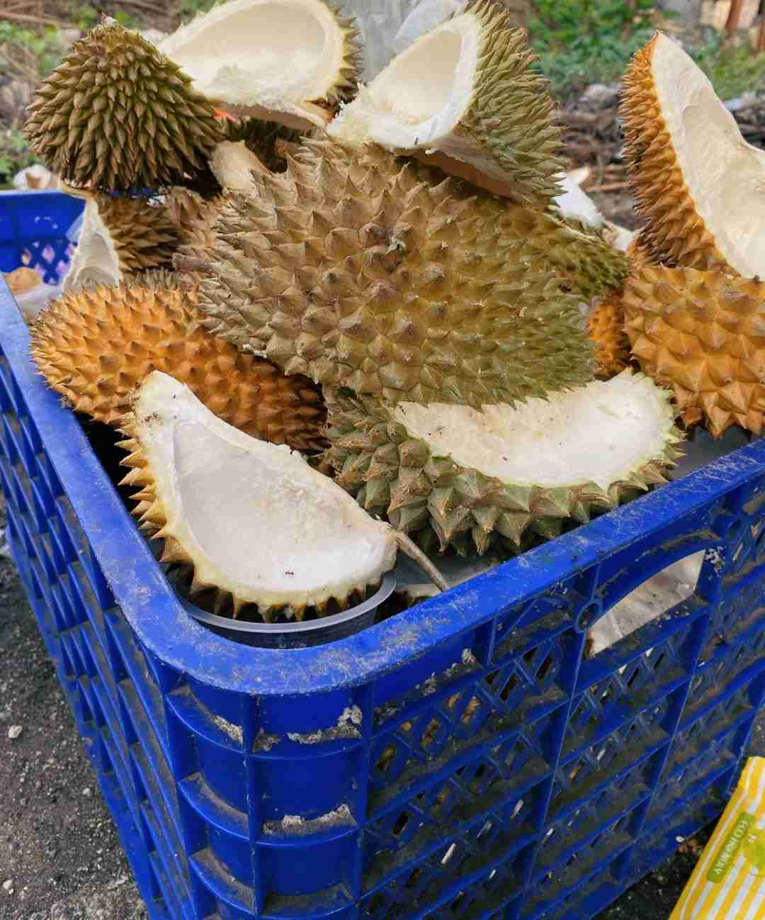 Discover Ultimate Durian Freedom: Taste the Best Varieties Here👏👏👏