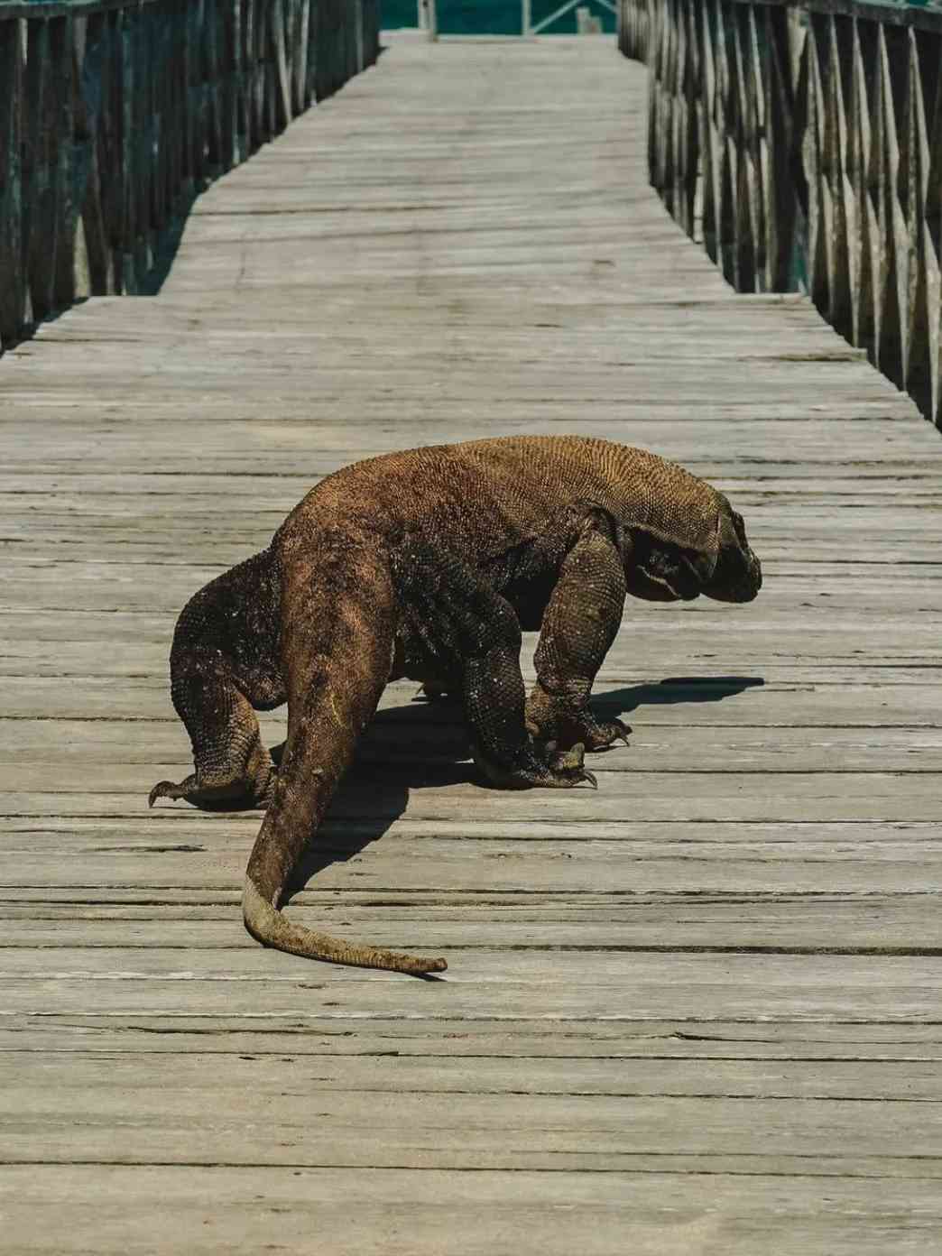 Discover Why Komodo Island is the Ultimate Fun Destination Over Bali