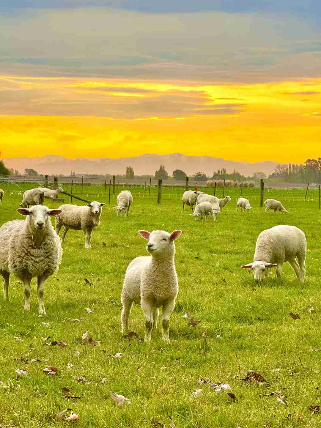 Discover the 16 Stunning Photos That Lured Travelers to New Zealand