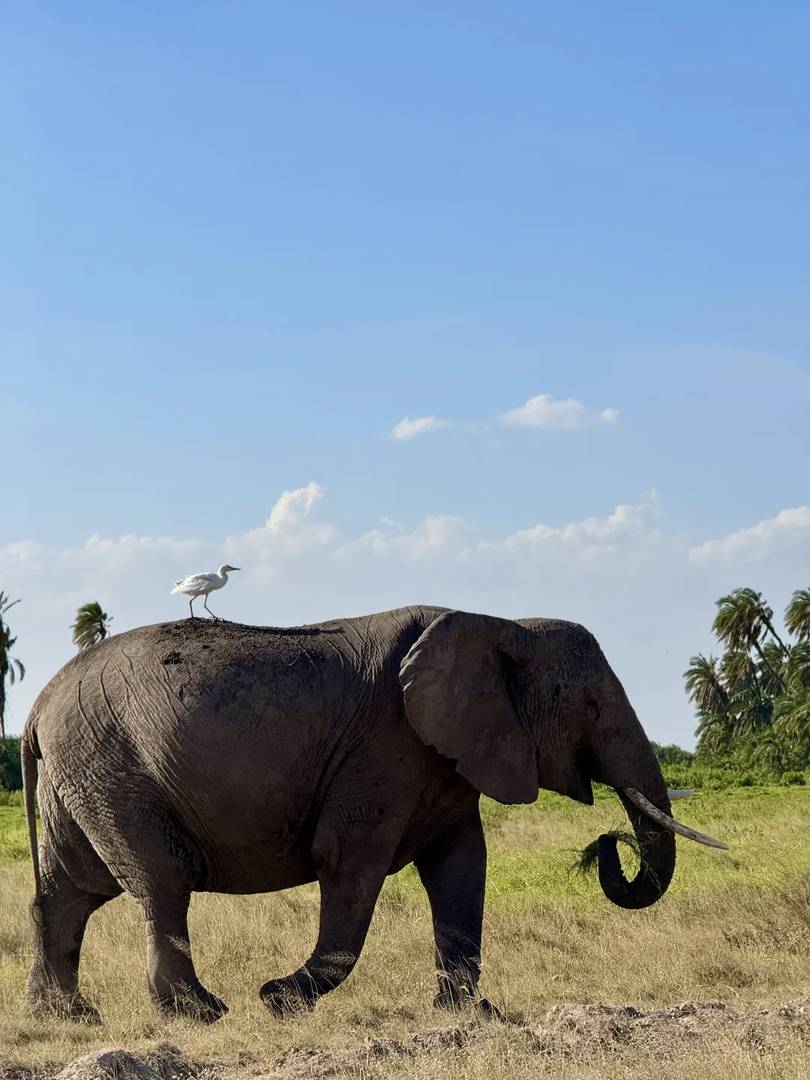 Discover the Adorable Wildlife & Rare Animals Living at Mount Kilimanjaro's Base