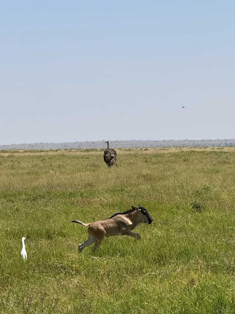 Discover the Adorable Wildlife & Rare Animals Living at Mount Kilimanjaro's Base