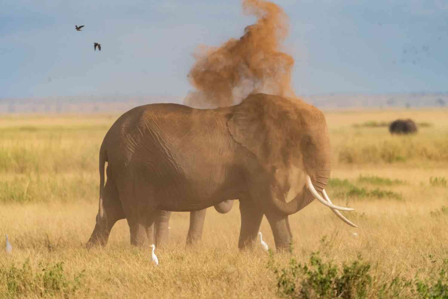 Discover the Breathtaking Beauty of Amboseli National Park: A Dreamlike Safari Experience