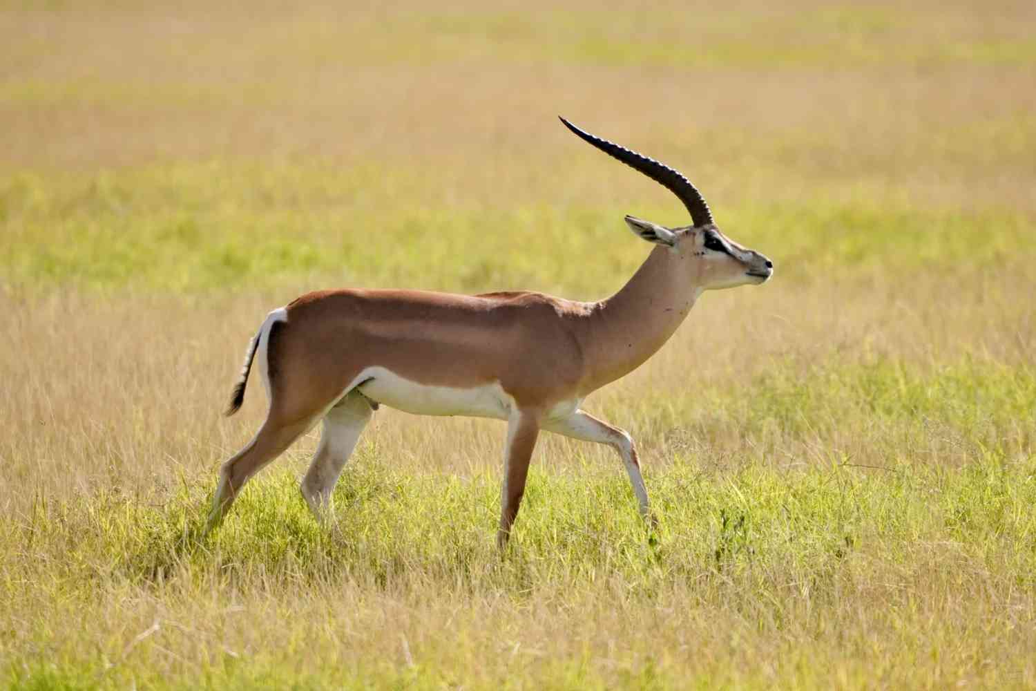 Discover the Breathtaking Beauty of Amboseli National Park: A Dreamlike Safari Experience