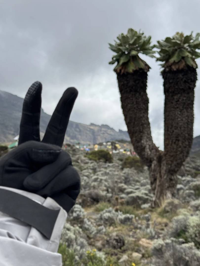 Discover the Breathtaking Giant Groundsels of Mount Kilimanjaro – Nature’s Wonders