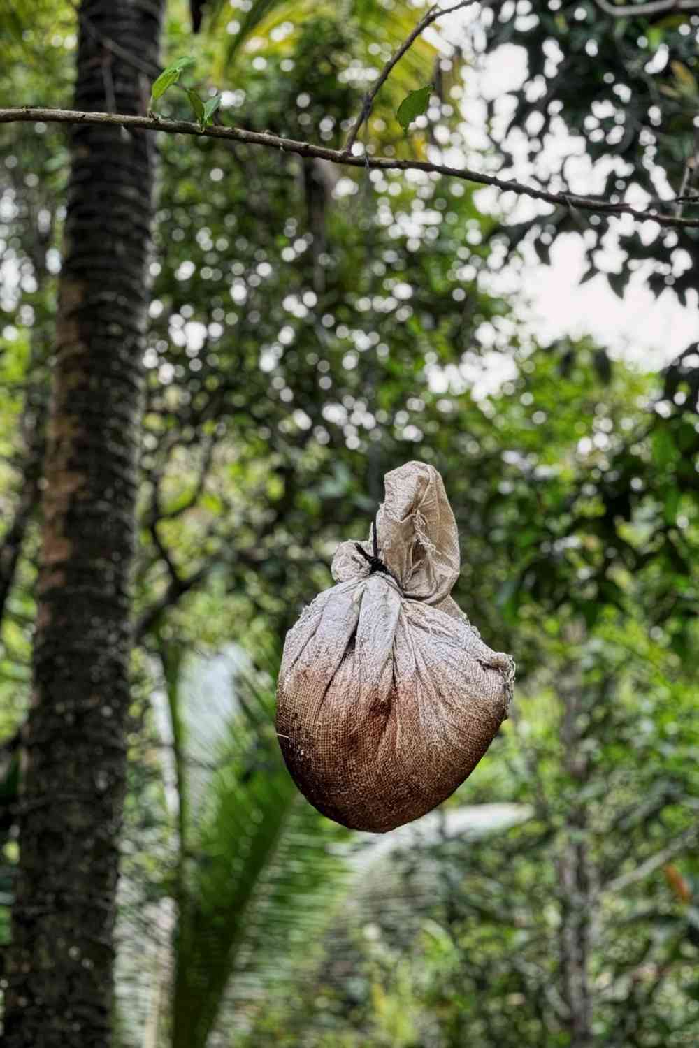 Descubra o Deslumbrante Lago do Coração de Raja Ampat: Aventura na Laguna Karawapop