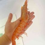Discover the Freshest Argentine Red Shrimp: Truly Fresh and Delicious!