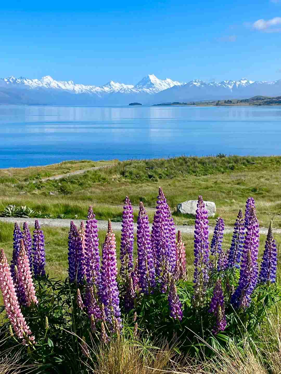 Discover the Healing Power of Live Photos: New Zealand's Early Summer Escape