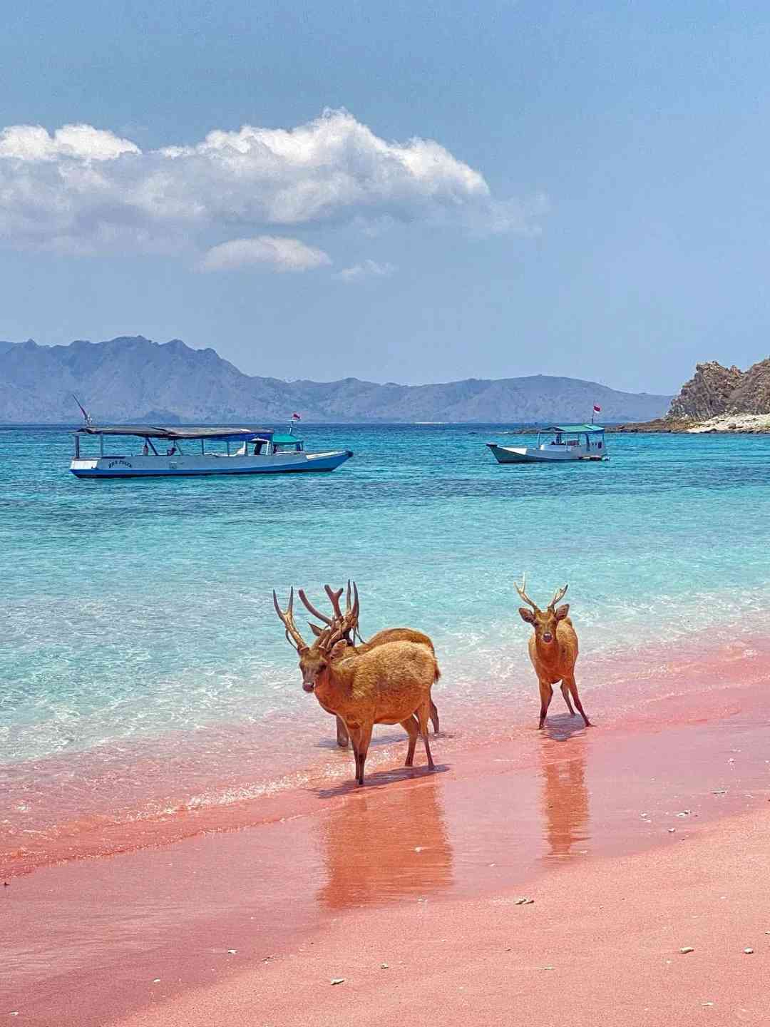 Discover the Hidden Gem: 4-Day Komodo Island Hopping Adventure from Bali