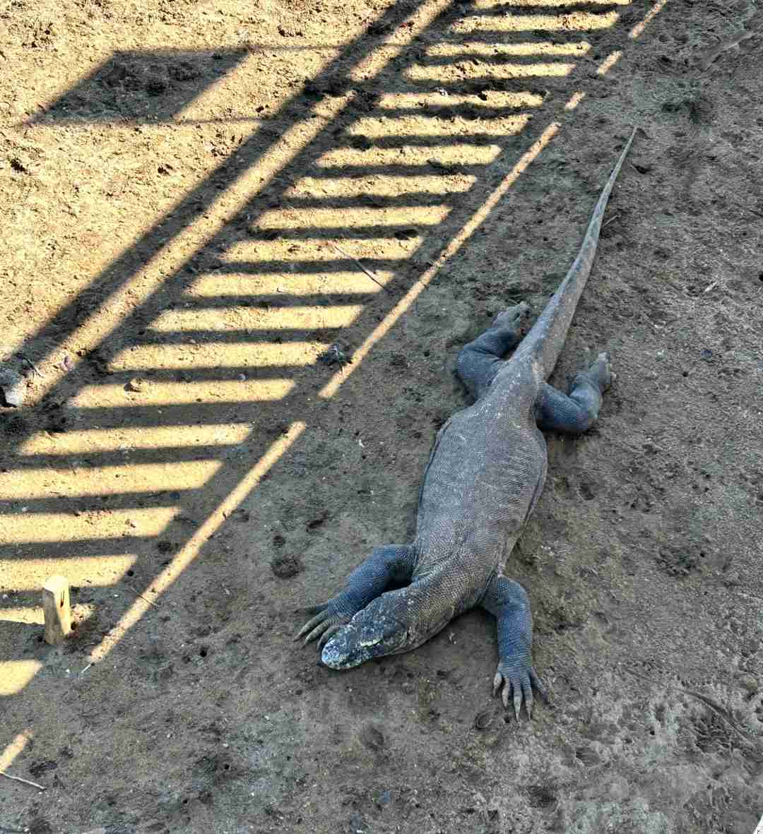 長らく待ち望まれていたコモドオオトカゲ：野生での貴重な遭遇！