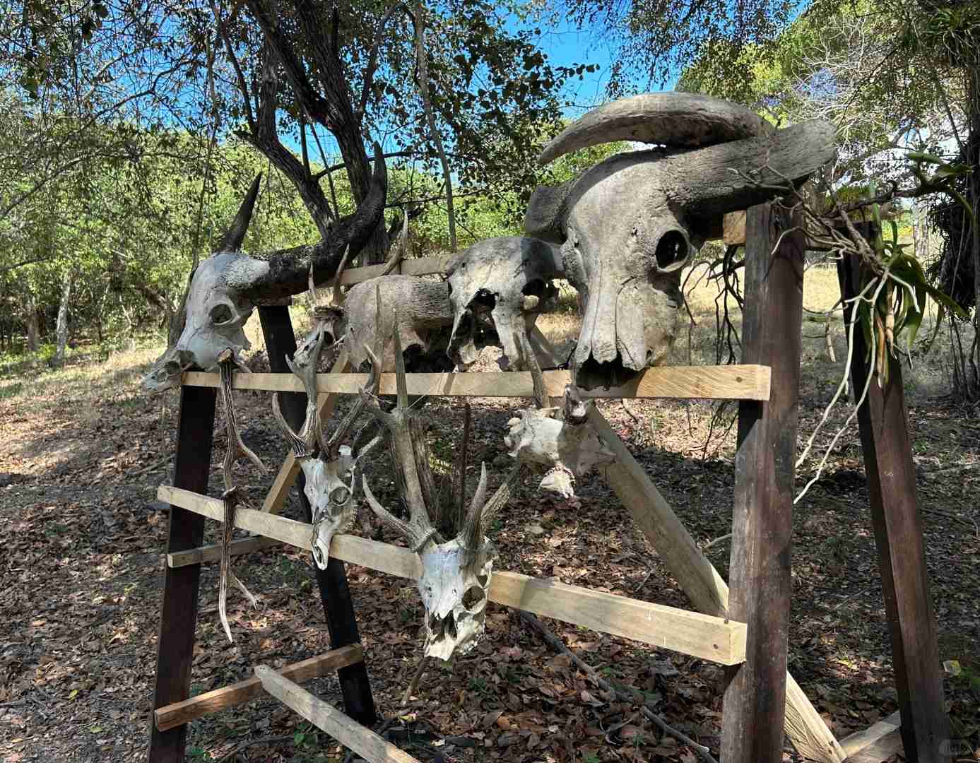長らく待ち望まれていたコモドオオトカゲ：野生での貴重な遭遇！