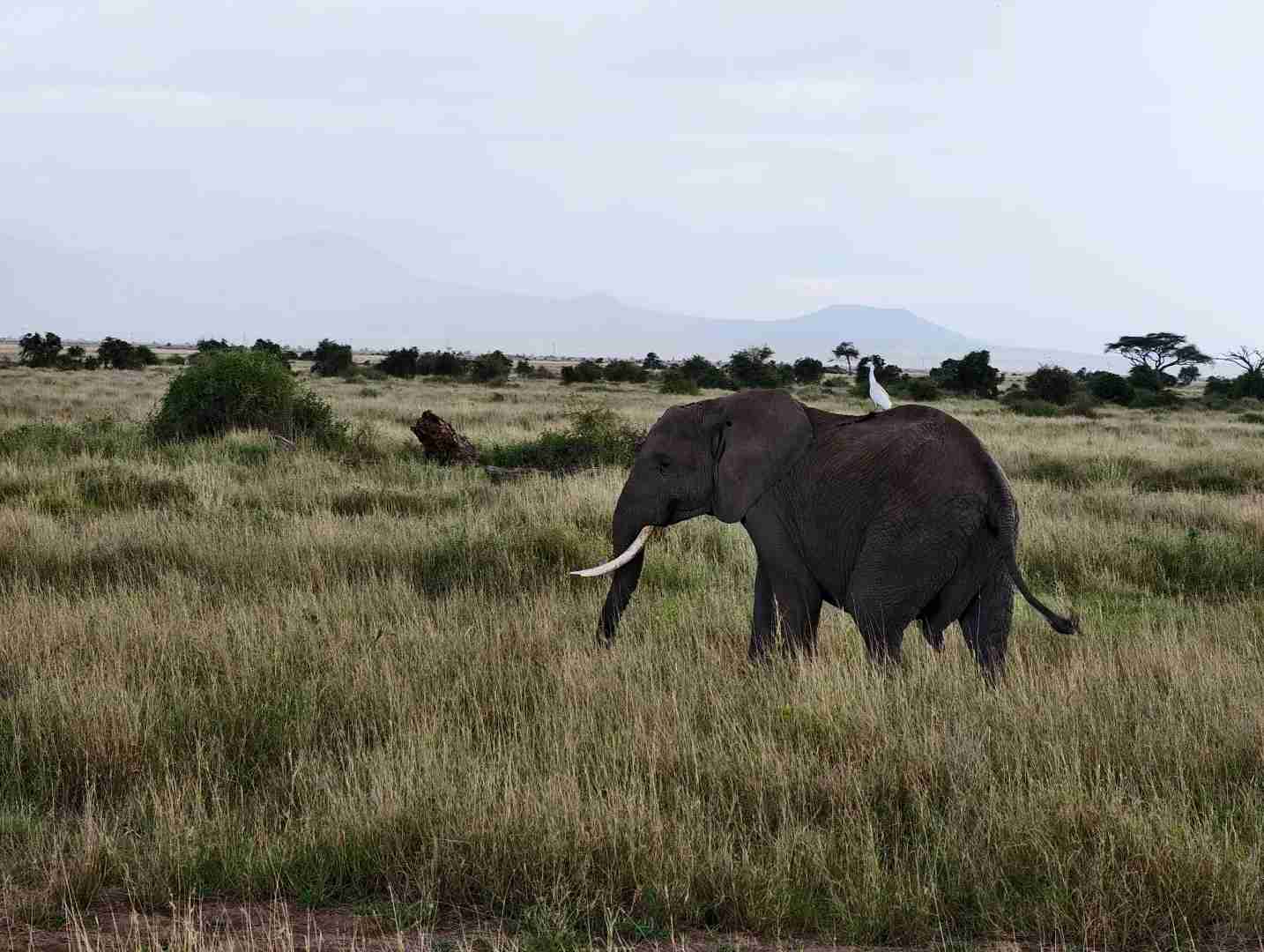 Discover the Magic: A Fantastic Safari Day in Amboseli National Park