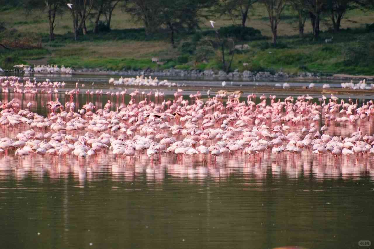 Discover the Magic: Why You Must Visit Africa Once in a Lifetime