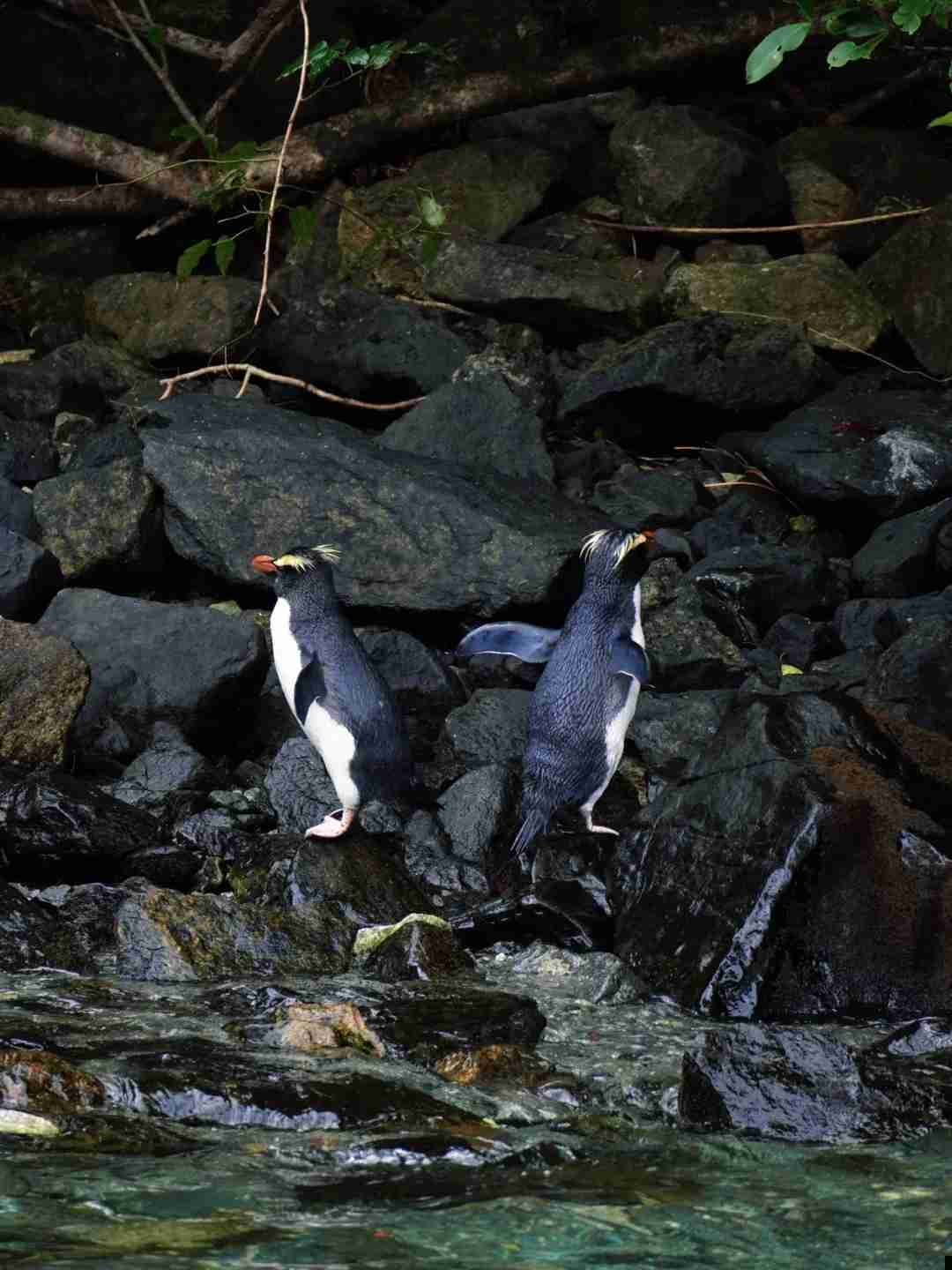 Discover the Magic of Milford Sound: New Zealand's Enchanting Fjord Adventure
