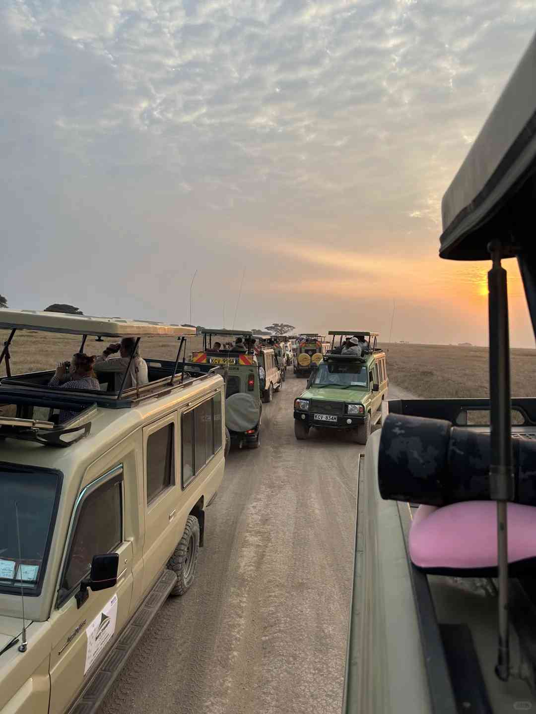 Découvrez la magie de la faune dans le parc national d’Amboseli, au Kenya 🇰🇪