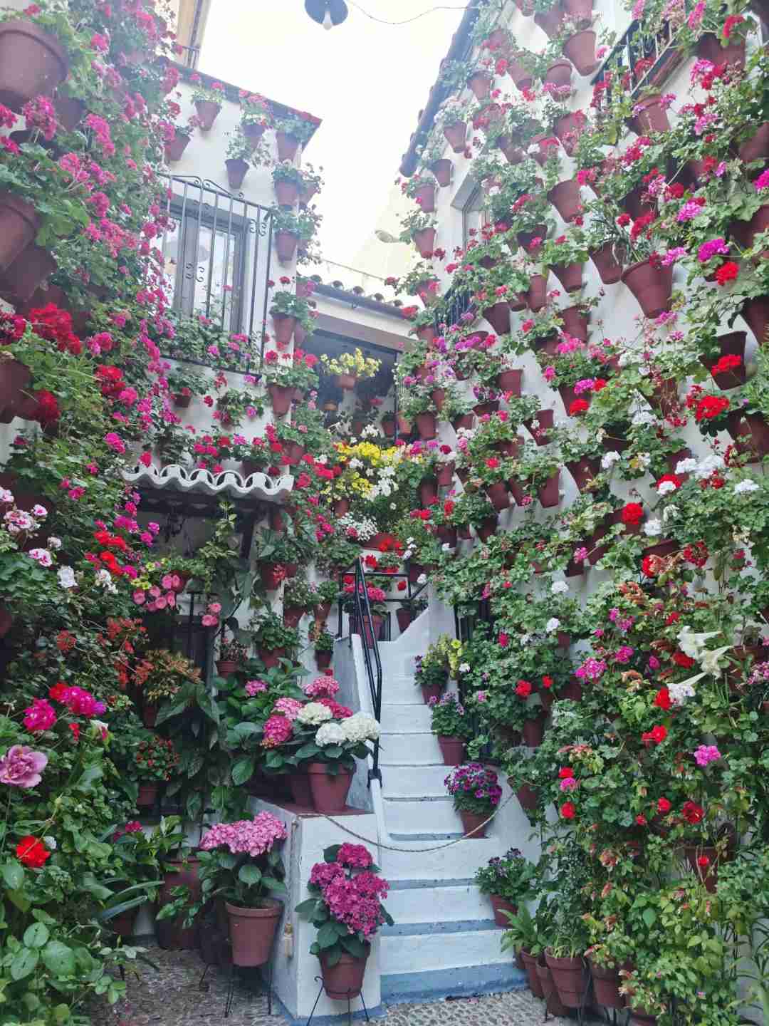 Discover the Most Beautiful Flower Walls in Cordoba's Hidden Courtyards