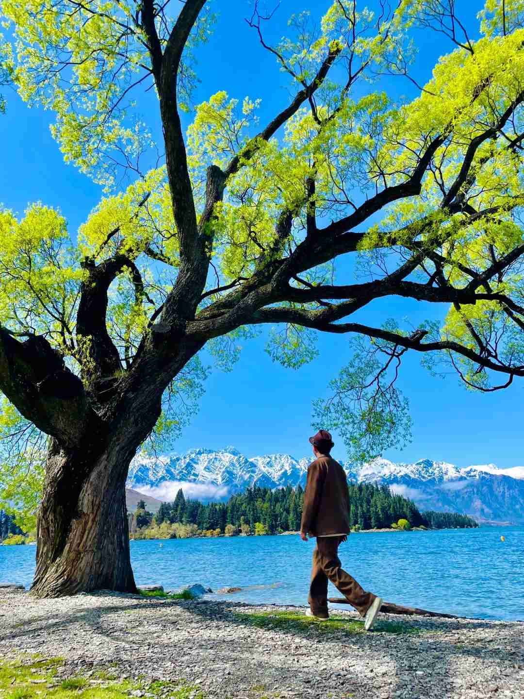 Découvrez le Paradis Sans Serpents : Pourquoi la Nouvelle-Zélande Attire les Amoureux de la Nature 🌳