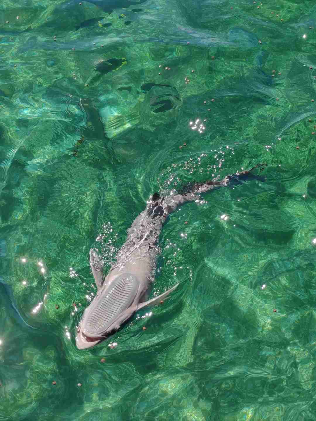 Discover the Stunning Beauty of Cairns in August: A Traveler's Paradise