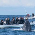 Discover the Ultimate Sydney Whale Watching Experience: A Must-Read Guide