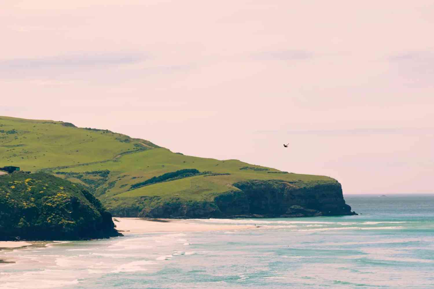 Discover the Unique Matcha-Flavored Coast of Dunedin Experience 🍵