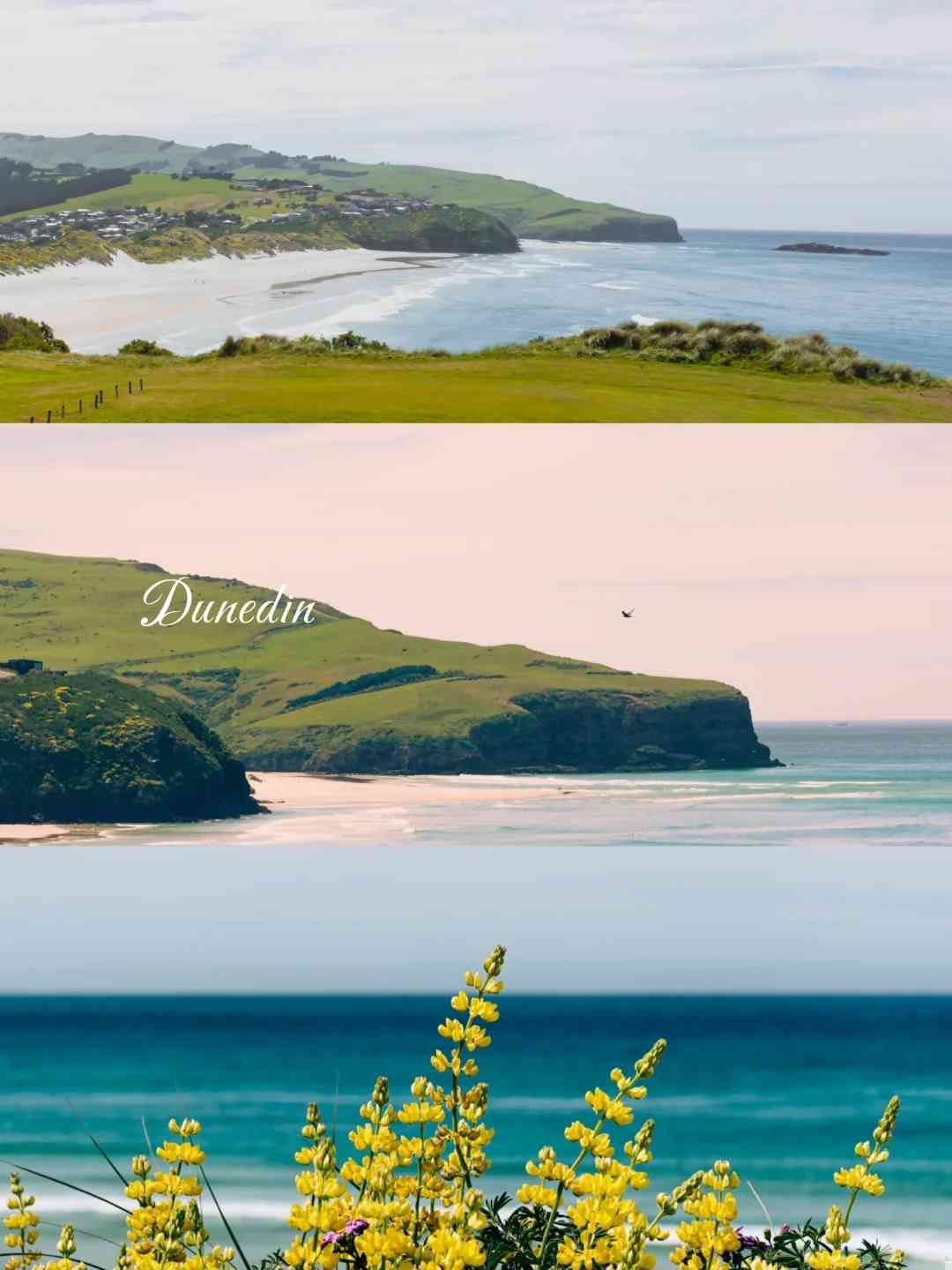 Discover the Unique Matcha-Flavored Coast of Dunedin Experience 🍵