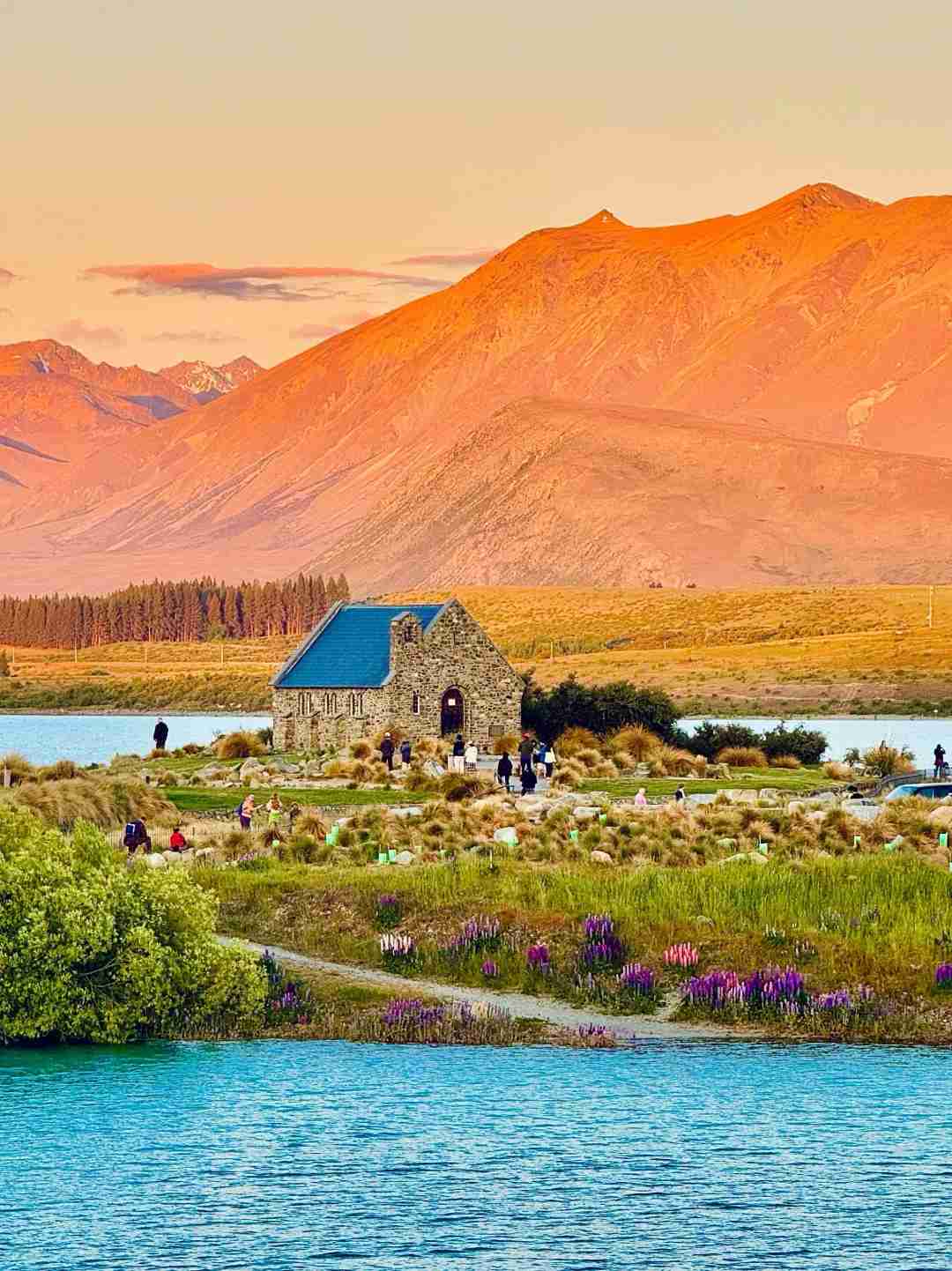 Découvrez la Beauté Intacte : Pourquoi Tout le Monde Adore la Nouvelle-Zélande Sans Serpents 🌳