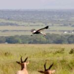 Discover the Wild: Ultimate Maasai Mara Walking Safari Experience