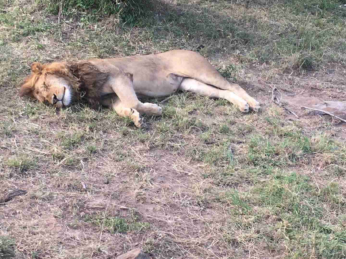 Discover the Wonders of Maasai Mara: Ultimate Safari Adventure Awaits