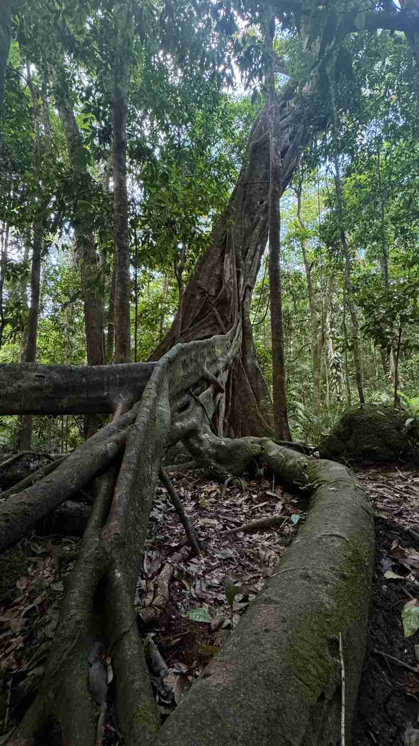 Discovering Cairns: My Top 4 Hidden Gems and Must-Visit Spots on the Map