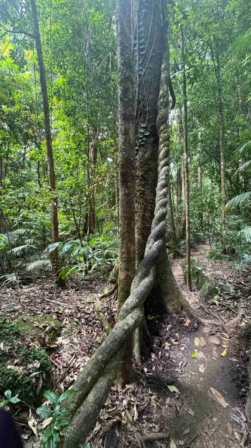 Discovering Cairns: My Top 4 Hidden Gems and Must-Visit Spots on the Map