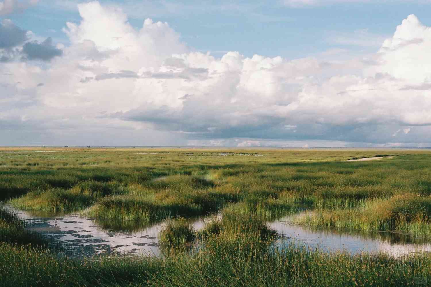Discovering Kilimanjaro's Lush Green Landscapes in Cinematic Films