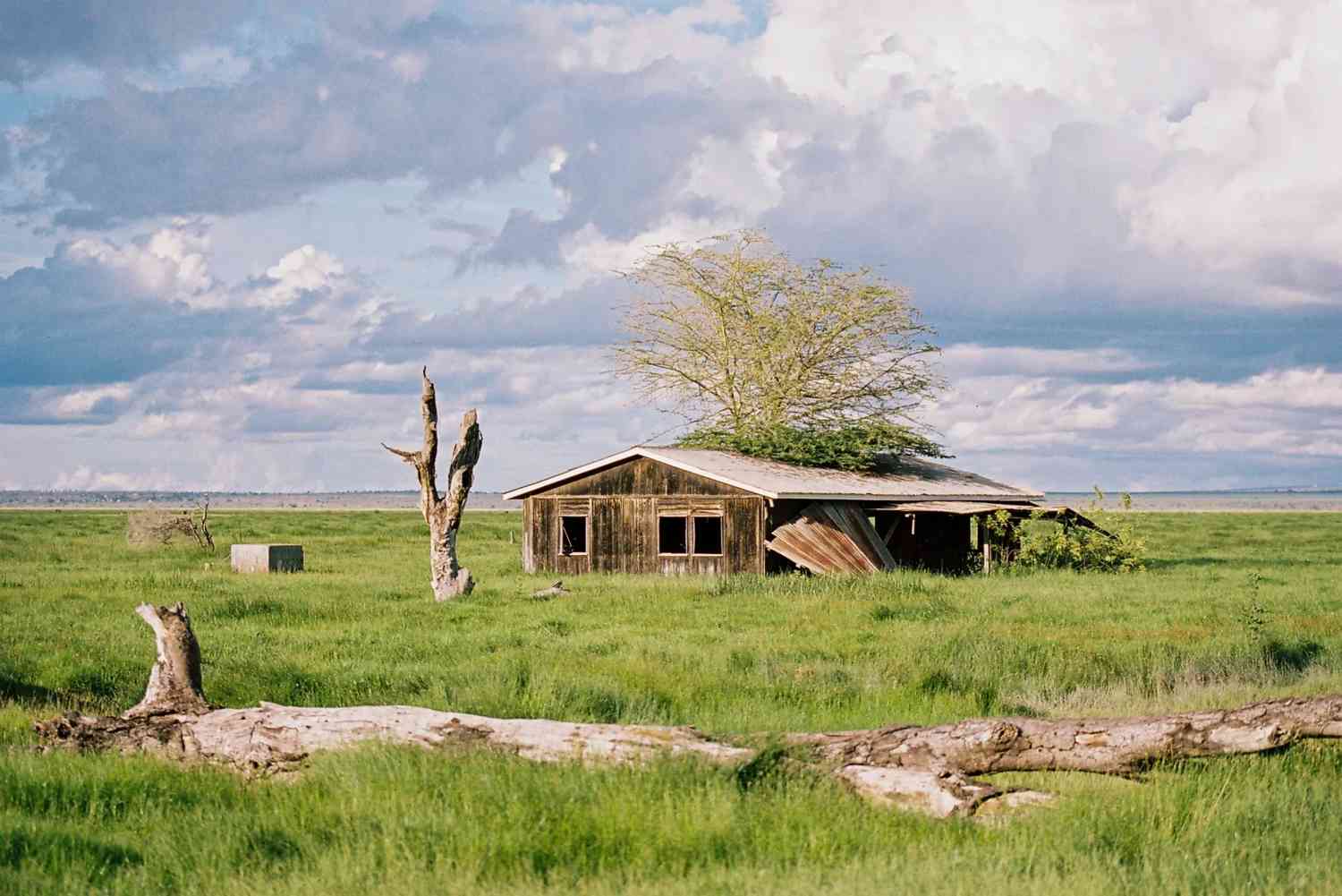 Discovering Kilimanjaro's Lush Green Landscapes in Cinematic Films