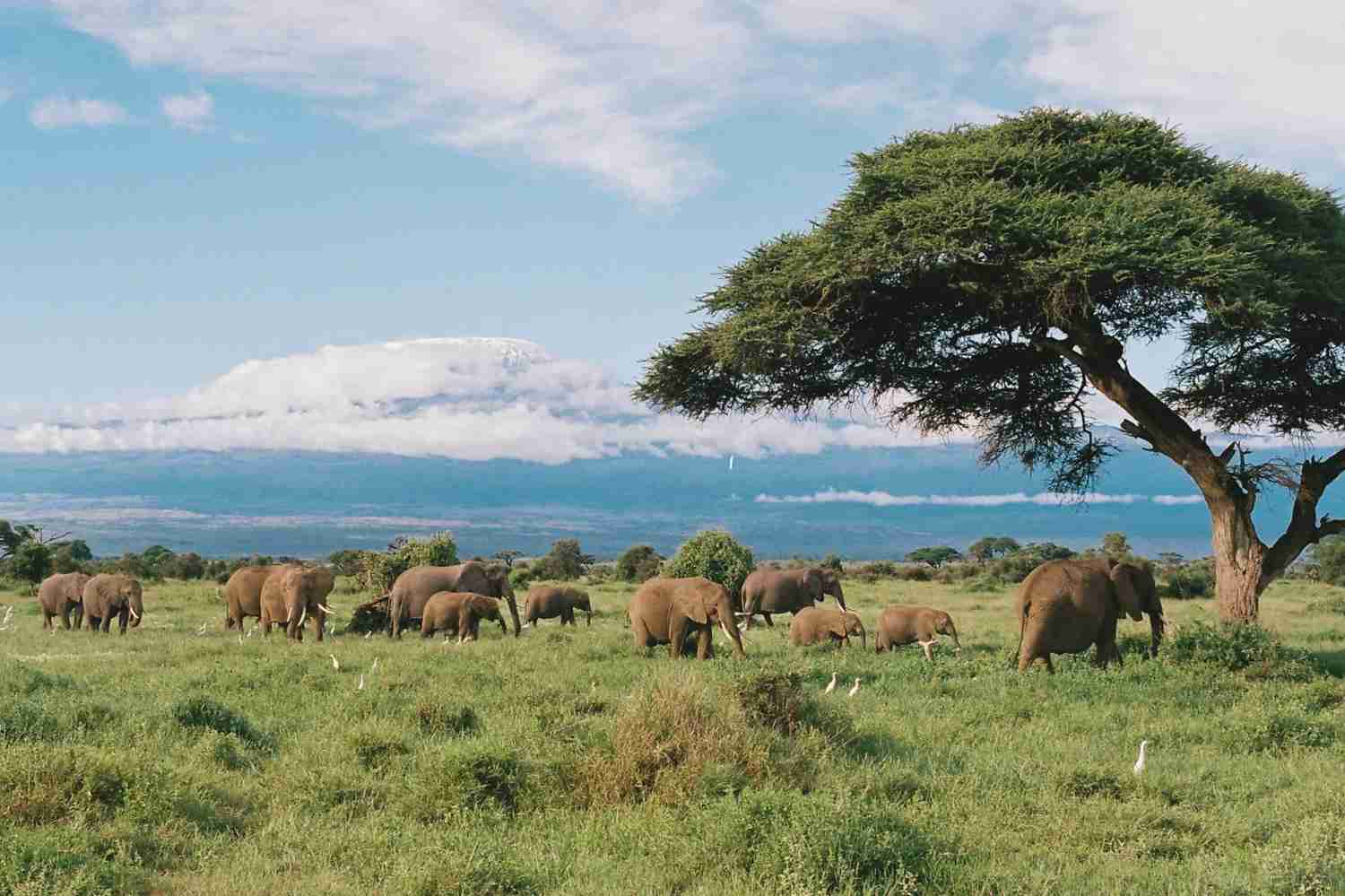 Discovering Kilimanjaro's Lush Green Landscapes in Cinematic Films