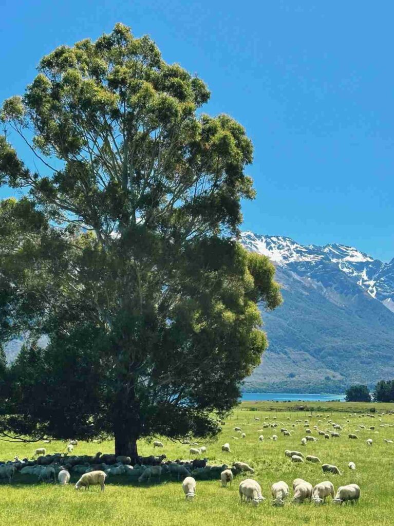 Découvrir la Nouvelle-Zélande : un mélange de la culture du Xinjiang et des paysages de la Suisse.