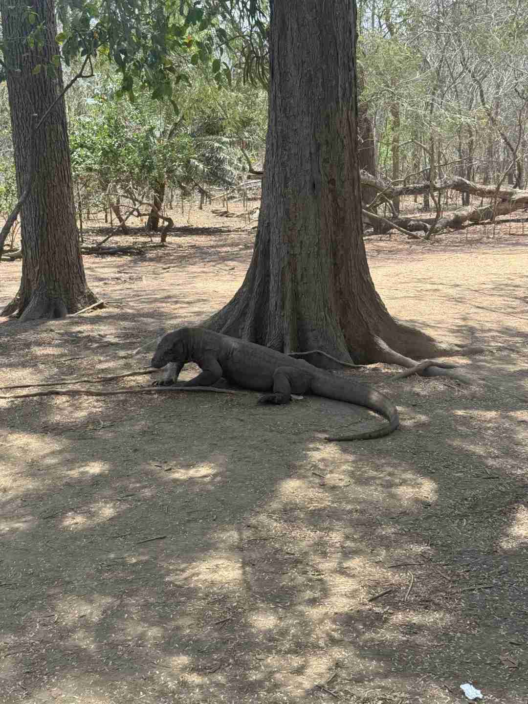 Discovering the Unique Komodo Dragon: A Must-See in Komodo Island 🇲🇨🐉