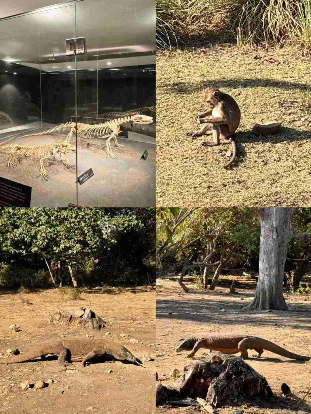 Encounter with the Komodo Dragon: An Unforgettable Heart-Pounding Wild Adventure