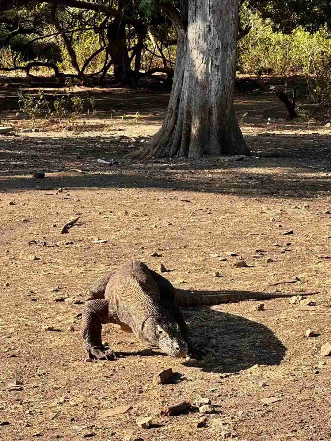 Encounter with the Komodo Dragon: An Unforgettable Heart-Pounding Wild Adventure