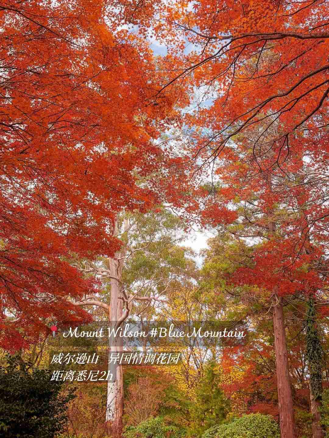 Experience the 4-5 Month Maple Leaf Season in Sydney: A Scenic Autumn Surprise