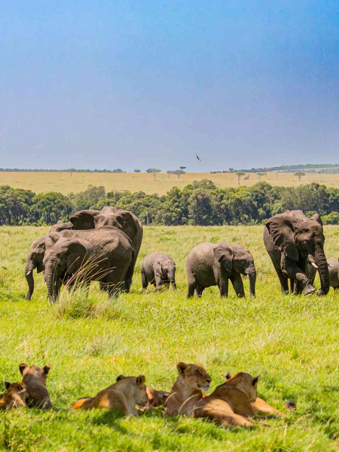 Experience the Healing Power of Amboseli: 100 Times More Therapeutic Than Documentaries