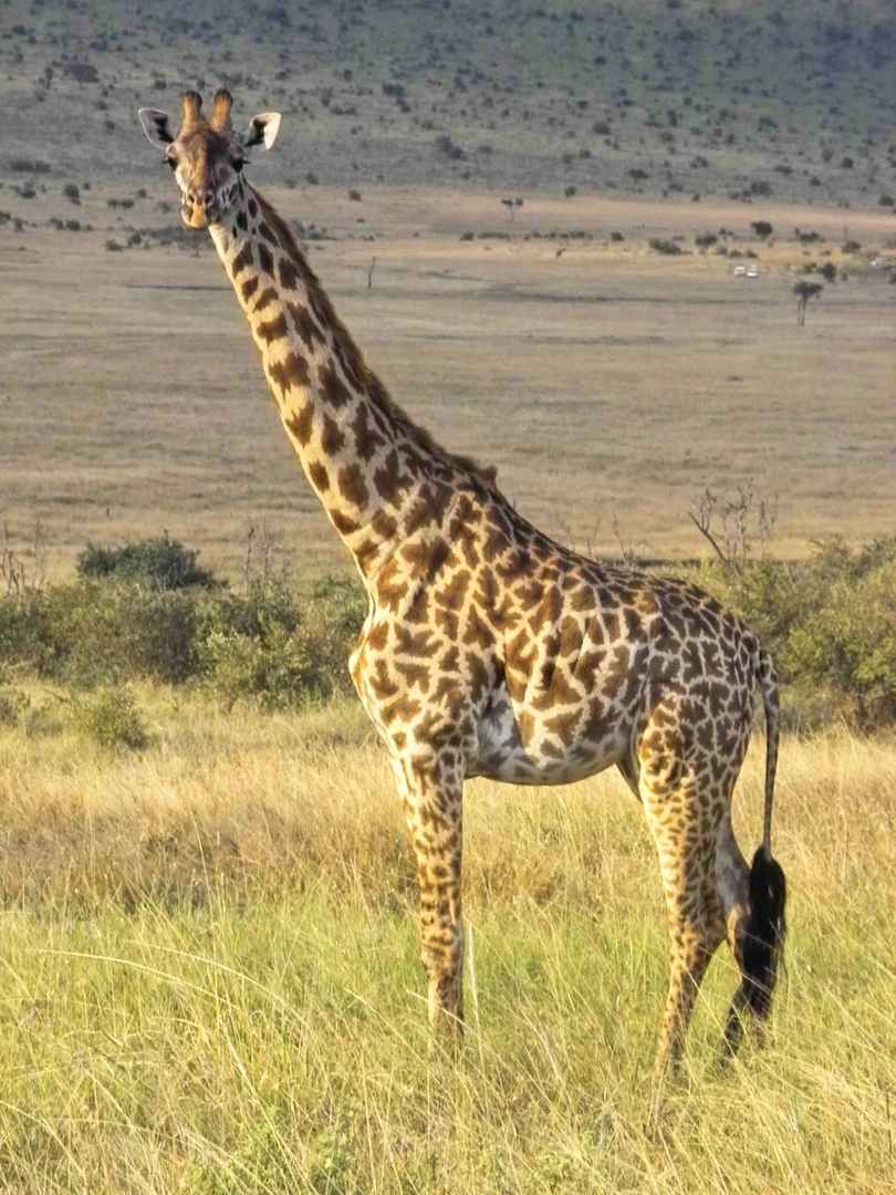 Explore Africa: Unmissable Kenya Safari and Cultural Experiences
