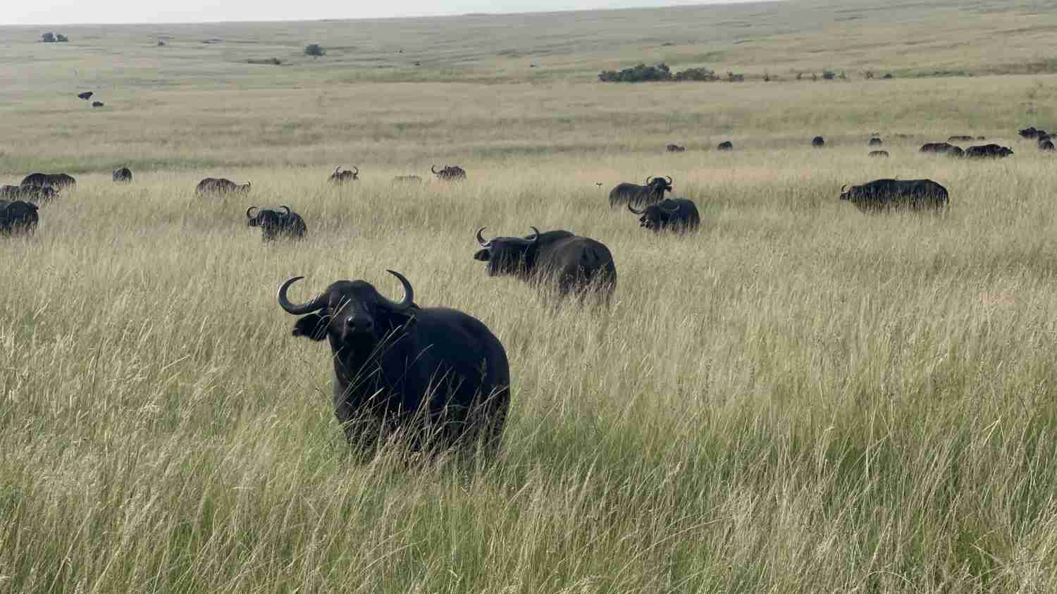 Explore African Safari Adventures: Unforgettable Kenya Trip for Only $3500!