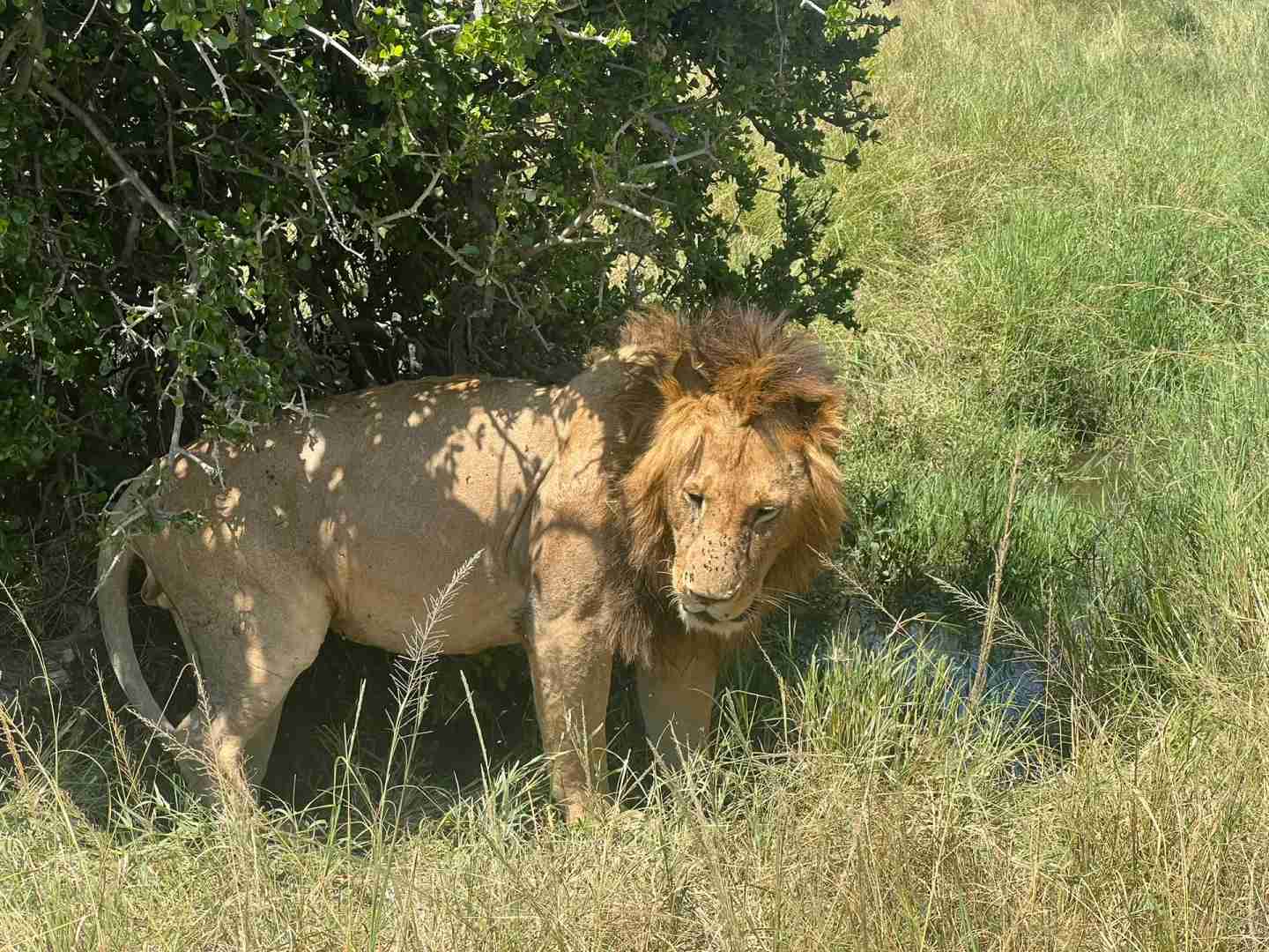 Explore African Safari Adventures: Unforgettable Kenya Trip for Only $3500!