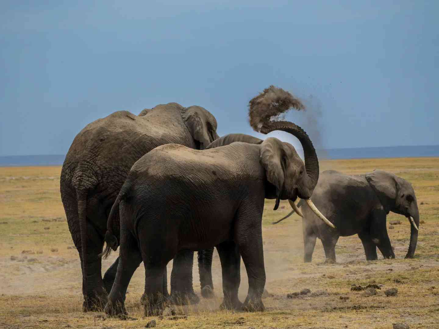 Explore Amboseli National Park: Best Safari Adventures & Wildlife Viewing